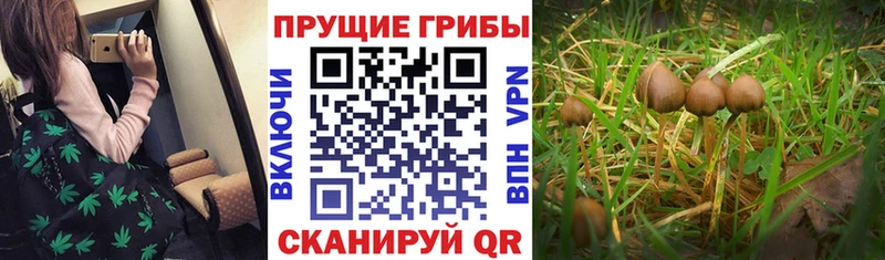Псилоцибиновые грибы Psilocybe  закладки  Гурьевск 